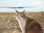 Gatti toscani - Una micia si gode il sole sulla spiaggia di Baratti a pochi metri dal bagnasciuga - Fotografia gatto micio Toscana