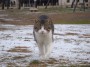 Gatti toscani - Un gatto sul prato di Baratti dopo una leggera nevicata - Fotografia gatto micio Toscana