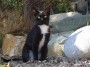 Gatti toscani - Un distinto micio bianco e nero sulla spiaggia dell