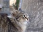 Gatti toscani - Un gatto dal pelo folto a Marciana Isola d