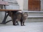 Gatti toscani - Gatto della razza delle foreste norvegesi a Marciana Isola d