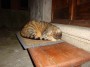 Gatti toscani - La gatta muta di Marciana dorme accovacciata su uno zerbino - Fotografia Isola d