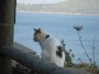 Gatti toscani - Un gatto bianco e nero osserva attento verso il mare a Talamone - Fotografia gatto micio Toscana