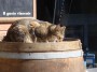 Gatti toscani - Il gusto vincente! Un gatto mangia su una botte nel porto di Salivoli Piombino - Fotografia gatto micio Toscana