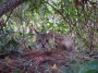 Gatti toscani - Un gatto fra le piante a Baratti - Fotografia gatto micio Toscana