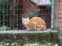 Gatti toscani -  Un gatto rosso e bianco dietro una rete a Baratti Piombino- Fotografia gatto micio Toscana