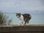 Gatti toscani - Un gatto della comunit felina del castello cammina su un muro con lo sfondo del mare del canale di Piombino - Fotografia gatto micio Toscana