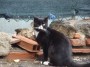 Gatti toscani - Un simpatico micio bianco e nero senza un occhio della comunità felina Piombino Castello - Fotografia gatto micio Toscana