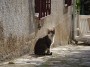 Gatti toscani - Un giovane gatto a Baratti Piombino - Fotografia gatto micio Toscana