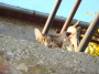 Gatti toscani - Un micetto fa capolino oltre un muretto a Sassetta - Fotografia gatto micio Toscana