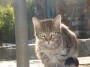 Gatti toscani - Un bel micino tigrato dagli occhi verdi a Sassetta - Fotografia gatto micio Toscana