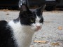 Gatti toscani - Un micio bianco e nero dell