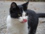 Gatti toscani - Micetto bianco e nero con la lingua di fuori mentre si lecca i baffi - Fotografia Isola d