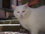 Gatti toscani - Uno splendido gatto bainco di Marciana Isola d