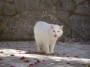 Gatti toscani - Un gatto bianco miagola scoprendo i denti canini inferiori - Fotografia Marciana Isola d