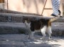 Gatti toscani - Un bel gatto tigrato nei pressi del ristorante il Noce a Marciana Isola d