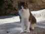 Gatti toscani - Un gatto di Marciana su una scalinata di pietra - Fotografia Isola d