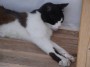 Gatti toscani - Un gatto bianco e nero si stiracchia su una scala di legno mostrando gli artigli - Fotografia gatto micio Toscana