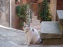 Gatti toscani - La gatta Patatina di Marciana in piazza del Cantone col suo colloare col campanello - Fotografia gatto micio Toscana