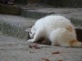 Gatti toscani - Patatina la gatta di Marciana si struscia su un gradino di una scalinata - Fotografia Isola d