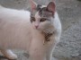 Gatti toscani - Patatina col suo campanello al collare a Marciana Isola d