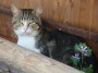 Gatti toscani - Assonnato micione di Baratti - Fotografia gatto micio Toscana