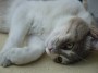 Gatti toscani - Un gatto chiede le coccole a Baratti Piombino - Fotografia gatto micio Toscana