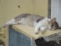 Gatti toscani - Un gatto a Baratti si riposa sopra una cassetta di un contatore - Fotografia gatto micio Toscana