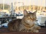 Gatti toscani - Un micio con lo sfondo del porticciolo di Baratti Piombino - Fotografia gatto micio Toscana