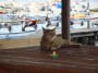 Gatti toscani - Porticciolo di Baratti: un gatto su un tavolo col ciuccio di un bimbo - Fotografia Piombino gatto micio Toscana