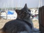 Gatti toscani - Una bella gatta con lo sfondo delle barche nel porto di Baratti - Fotografia Piombino gatto micio Toscana