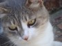 Gatti toscani - Primo piano di un gatto di Baratti Piombino - Fotografia gatto micio Toscana