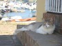 Gatti toscani - Un gatto trova riparo dal sole all