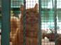 Gatti toscani - Un gatto rosso dietro un cancello a Borgo a Mozzano - Fotografia gatto micio Toscana