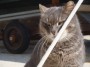 Gatti toscani - Un micione si struscia ad una cima nel piazzale di piazza Bovio a Piombino - Fotografia gatto micio Toscana