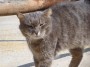 Gatti toscani - Un gatto struscia le testa su un tubo sotto piazza Bovio a Piombino - Fotografia gatto micio Toscana