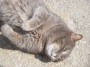 Gatti toscani - Un gatto fa le fusa rotolandosi per terra a Piombino - Fotografia gatto micio Toscana