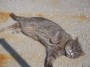 Gatti toscani - Un grosso micio aspetta le coccole - Fotografia Piombino gatto micio Toscana