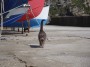 Gatti toscani - Un micio con la coda ritta nel piazzal edi alaggio sotto piazza Bovio a Piombino - Fotografia gatto micio Toscana