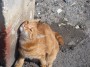 Gatti toscani - Un micio rosso si struscia ad un muretto a Piombino - Fotografia gatto micio Toscana