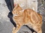 Gatti toscani - Un micetto rosso si struscia su un muretto - Fotografia Piombino gatto micio Toscana