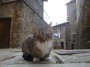 Gatti toscani - Un micio incuriosito a Piancastagnaio - Fotografia gatto micio Toscana