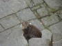Gatti toscani - Un gatto nel centro storico di Piancastagnaio - Fotografia gatto micio Toscana