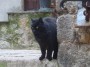 Gatti toscani - Un gatto nero si struscia su un muretto a Piancastagnaio - Fotografia gatto micio Toscana