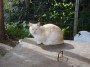 Gatti toscani - Un gatto della comunità felina di Baratti - Fotografia gatto micio Toscana
