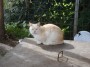 Gatti toscani - Un gatto della comunit felina di Baratti - Fotografia gatto micio Toscana