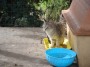 Gatti toscani - Un micetto nella ciotola del cibo nella comunit felina di Baratti - Fotografia gatto micio Toscana