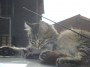 Gatti toscani - Un micetto sul tetto di un