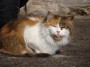 Gatti toscani - Un gatto a pelo lungo con la lingua di fuori a Piombino - Fotografia gatto micio Toscana