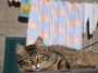 Gatti toscani - Un gatto sul tetto di un